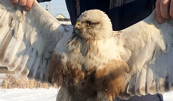 Мохноногий канюк в шоке от приморских дорог