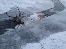 150 грамм водки и сало. Как спасали изюбря из «ледяной ловушки» в Бурятии