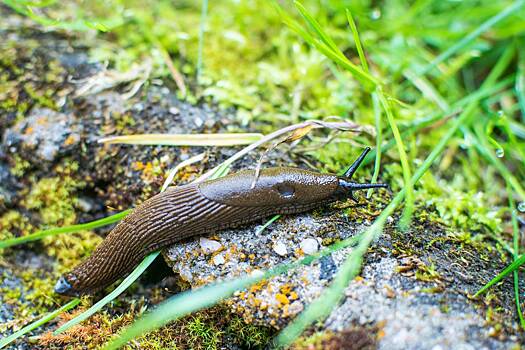 России предрекли нашествие слизней