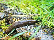 России предрекли нашествие слизней