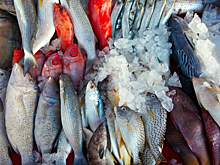 Росрыболовство назвало условия для выдачи субсидий на перевозку рыбы