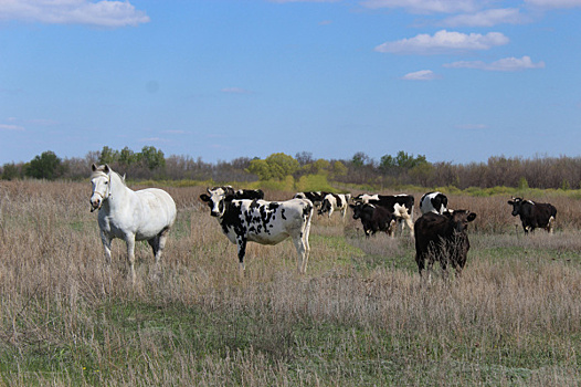 Двигаться дальше: развитие как форма сохранения семейного бизнеса
