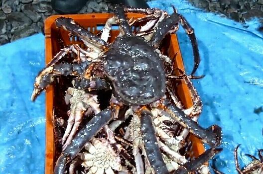 Крабы есть, краболовов не хватает