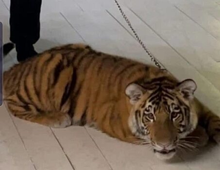 У жителя Энгельса забрали краснокнижного тигренка