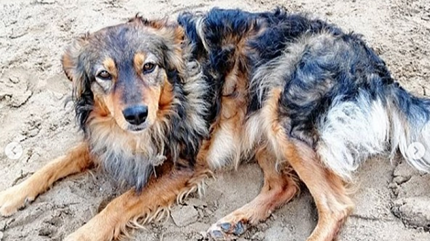 В подъезде энгельсской многоэтажки живодеры до смерти избили собаку