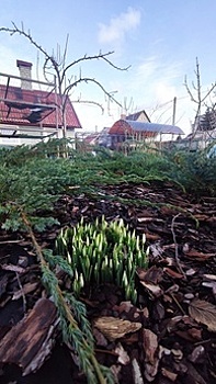 Весна пришла раньше: в Зеленоградском районе заметили первые подснежники-галантусы (фото, видео)