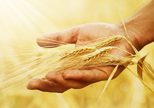 Россия может столкнуться с дефицитом пшеницы для производства хлеба
