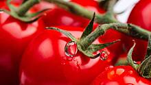 Садовод назвала лучшее удобрение для томатов