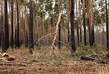 В мае на части Омской области прогнозируются высокие риски лесных пожаров — данные Рослесхоза