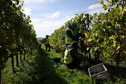 Климат ударил по производству популярного алкоголя