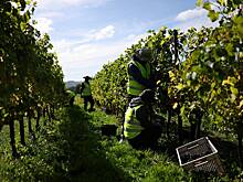 Климат ударил по производству популярного алкоголя