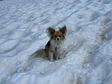 Чихуахуа спасла хозяина, провалившегося в расщелину ледника: «Четвероногий герой»