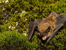 Самая большая летучая мышь в Европе ест крупных птиц прямо в воздухе