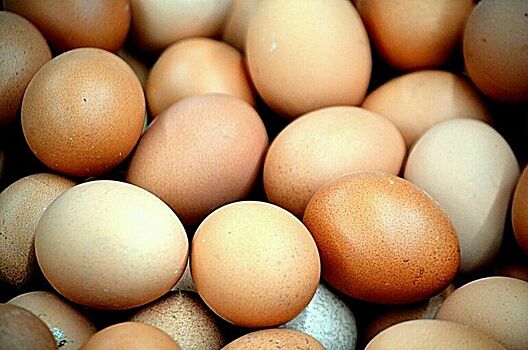 Россия сможет импортировать без пошлин 1,2 млрд куриных яиц