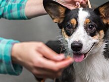 Как в Азербайджане в условиях карантина работают ветклиники