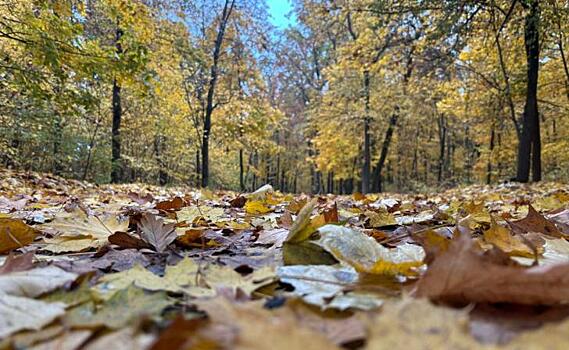 В Курской области будет пасмурно и дождливо