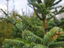 Жители Куркина смогут решить, где в районе открыть дополнительный пункт сбора старых елок