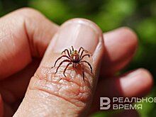 В Татарстане продолжается мониторинг за клещевыми инфекциями