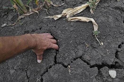 В Ростовской области могут ввести режим ЧС федерального уровня из-за катастрофической засухи