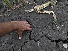 В Ростовской области могут ввести режим ЧС федерального уровня из-за катастрофической засухи