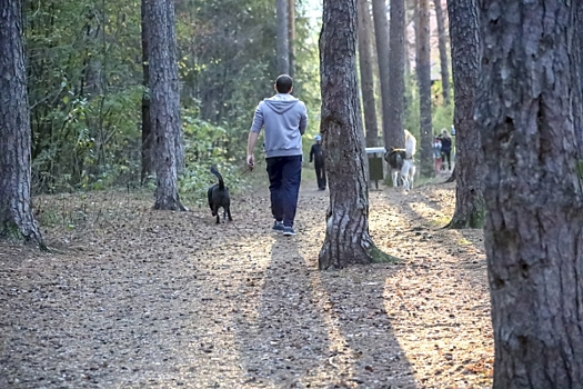 Бесплатный Эрмитаж и забег с собаками: как провести первые выходные октября в Петербурге