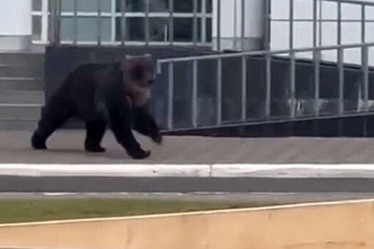 Mash: огромный медведь бегал в центре города на Итурупе