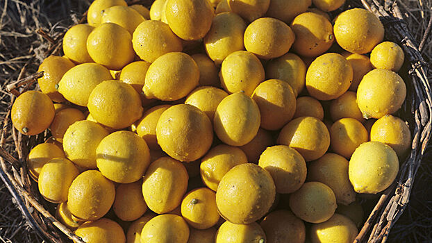 Власти Москвы объяснили колебание цен на лимоны