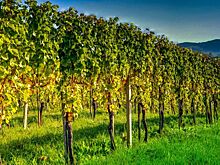 Винные регионы, о которых вы раньше не слышали