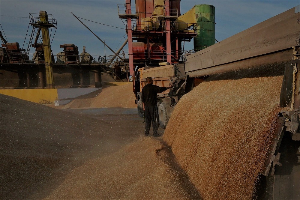 Минсельхоз США оценил экспорт российской пшеницы в новом сельхозгоду