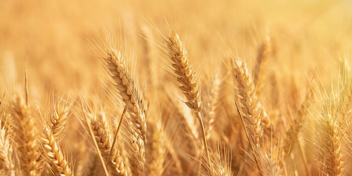 Пекари угостили гостей фестиваля зерна «Ацорнерг» традиционной армянской выпечкой