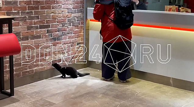 &laquo;Тоже такого хочу!&raquo;: ростовчанин пришел в ресторан с хорьком на шлейке и выгулял его между столиков