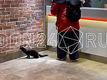 &laquo;Тоже такого хочу!&raquo;: ростовчанин пришел в ресторан с хорьком на шлейке и выгулял его между столиков