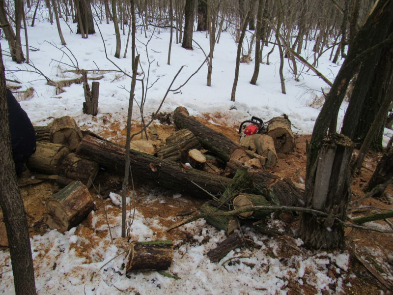 Двум жителям Ростовской области грозит до семи лет колонии за вырубку деревьев