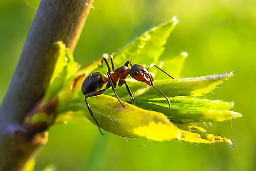 Почему нельзя уничтожать муравьев на участке