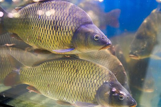 Продукты на китайский Новый год и Масленицу можно купить на рыбных рынках Москвы