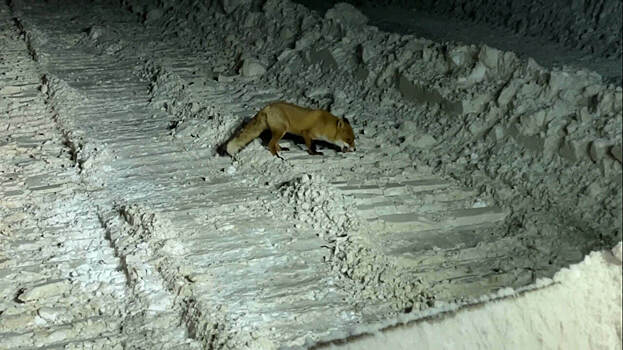 В ночное время снежный полигон посещает лиса