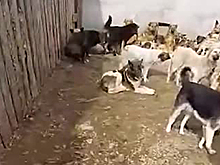 Собачий «концлагерь» в российском городе показали на видео