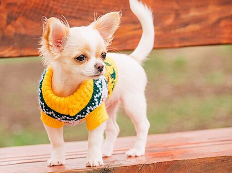 Кинолог рассказал об уходе за собакой осенью