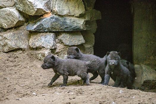 Четыре сыночка и лапочка-дочка родились у канадских волков в Новосибирске