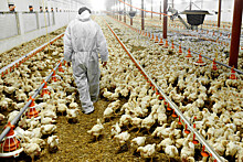 На сахалинской птицефабрике обнаружен высокопатогенный грипп птиц подтипа Н5