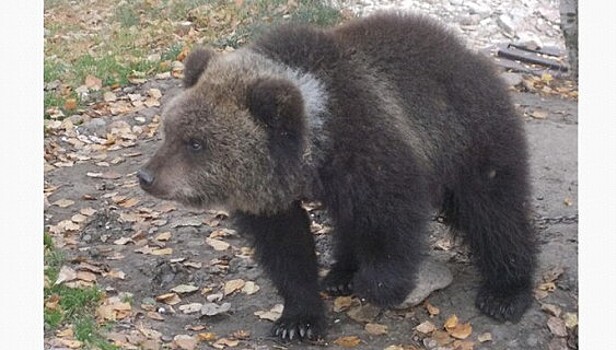Медведицу Машу продают в интернете за 1 рубль