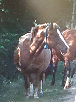 Подробности о ДТП с лошадью. Животное само ринулось к автомобилю, но с достоинством выдержало удар