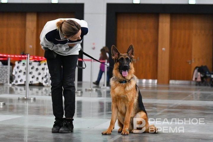 В Казани зарегистрировали более 5,3 тысячи собак