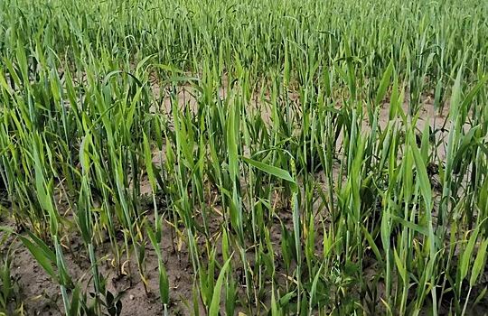 Семена озимой пшеницы для американских фермеров подорожали на 15-30 процентов