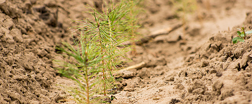 В Удмуртии в рамках акции "Сохраним лес" высадили 500 тыс. саженцев ели и сосны