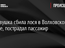 Легковушка сбила лося в Волховском районе, пострадал пассажир