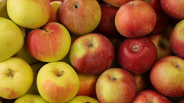 Врач рассказала, сколько яблок можно съедать в день