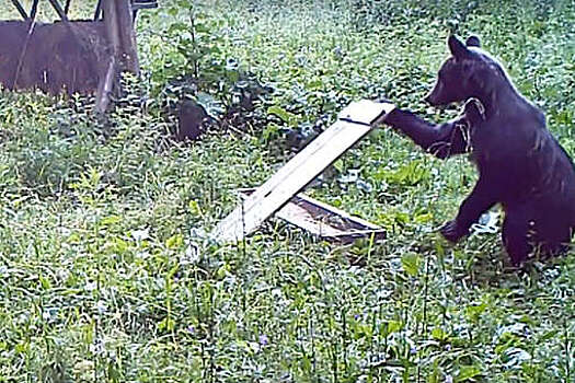 В Ярославской области объедающий кормушки лосей медведь попал на видео