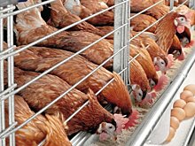 У пестречинского фермера отнимают грант на птицеферму