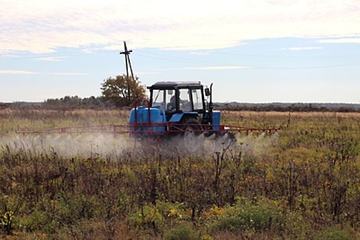Борщевик Сосновского начали уничтожать на территории 12 муниципалитетов Подмосковья